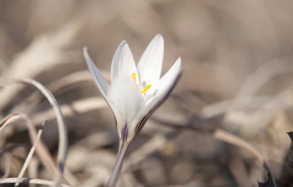 Crocus primeira flor de primavera — Fotografia de Stock