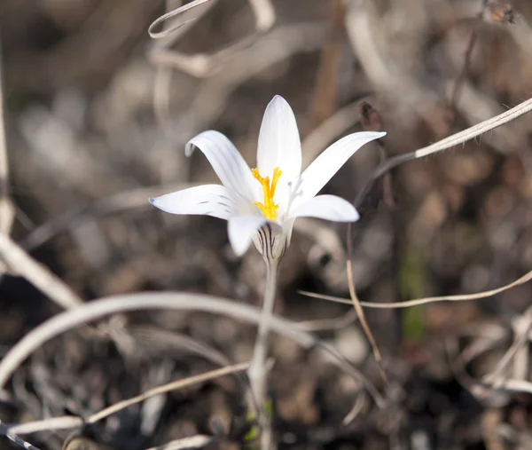 Crocus first spring flower — Stock Photo, Image