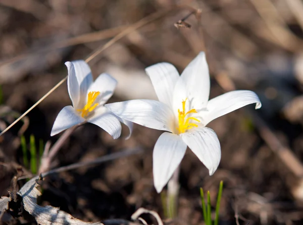 Crocus första våren blomma — Stockfoto