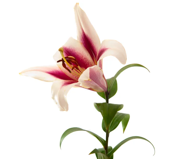 Izolowanych lilia — Zdjęcie stockowe