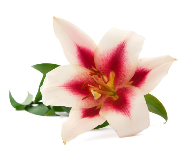 Lily isolated — Stock Photo, Image