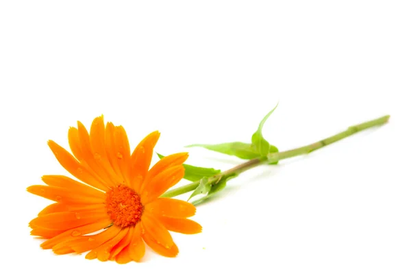 Calendula fiore isolato — Foto Stock