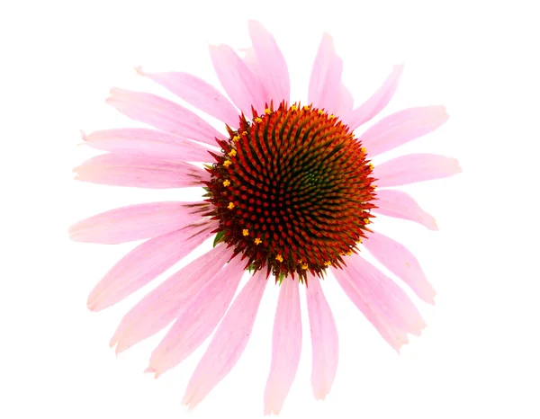 分離されたエキナセアの花 — ストック写真