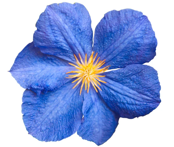 Blå blomma isolerade — Stockfoto