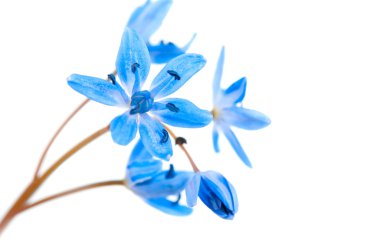 izole squills