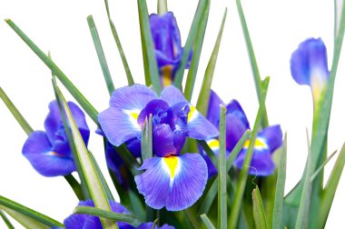 izole iris çiçeği