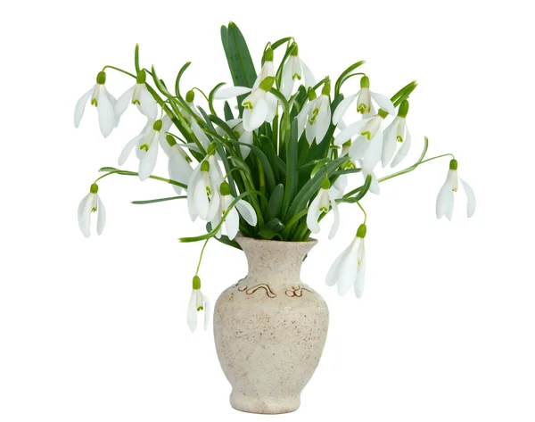 Snowdrops in vase — Stock Photo, Image