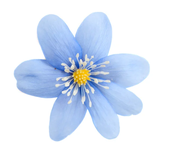 Blå blomst isoleret - Stock-foto