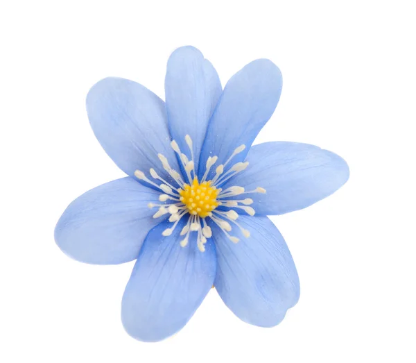 孤立的蓝色花 — 图库照片