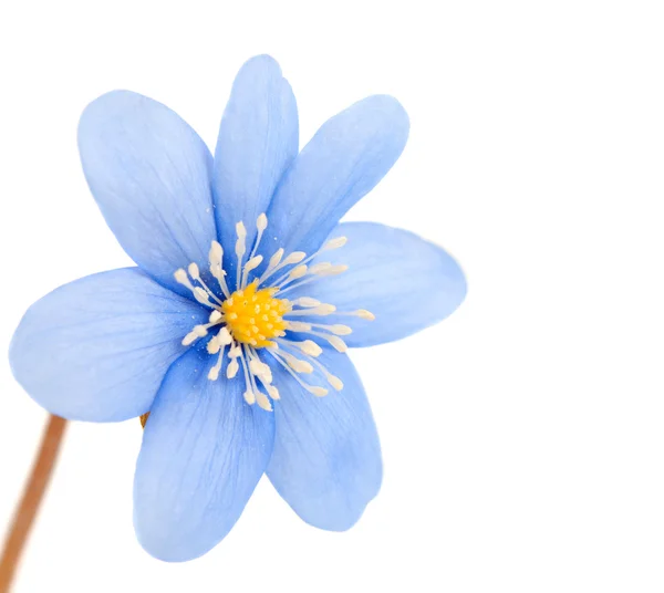 Fiore blu isolato — Foto Stock