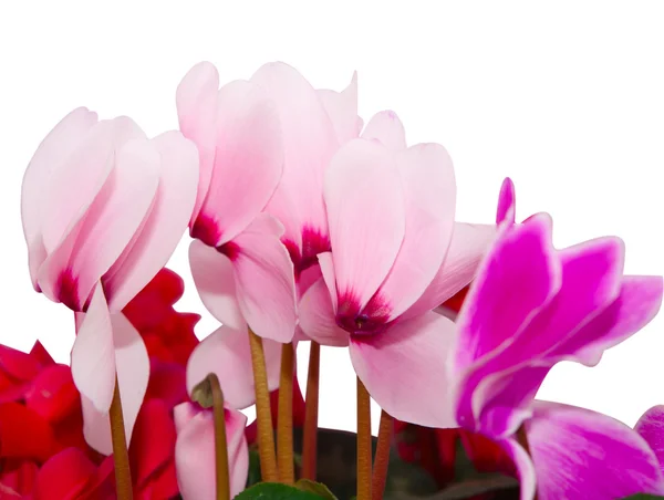 stock image Cyclamen flowers isolated