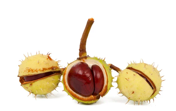 Stock image Chestnuts isolated