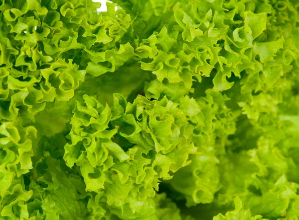 Leaf salad — Stock Photo, Image