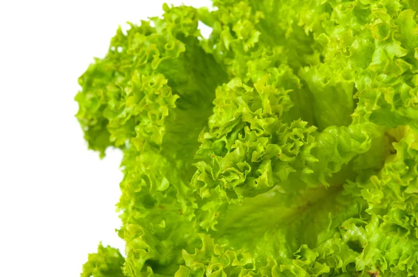 Salatblätter — Stockfoto
