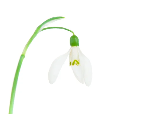 Snowdrop isolated Stock Picture