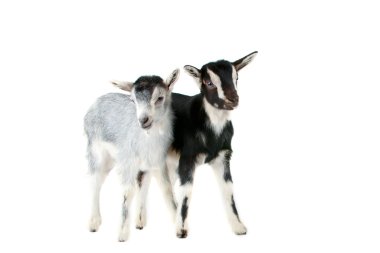 Little goat isolated clipart