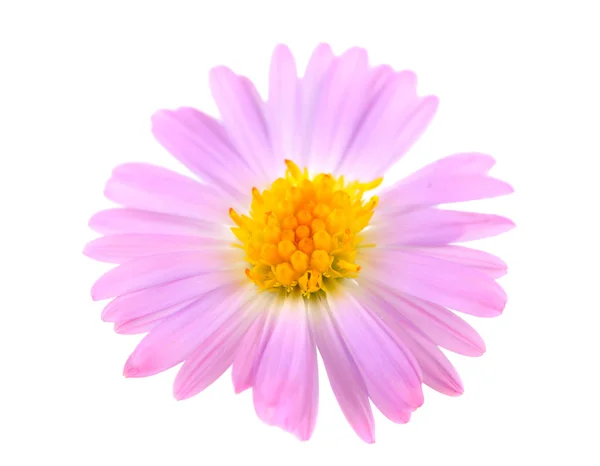 Flor de crisântemo isolada — Fotografia de Stock