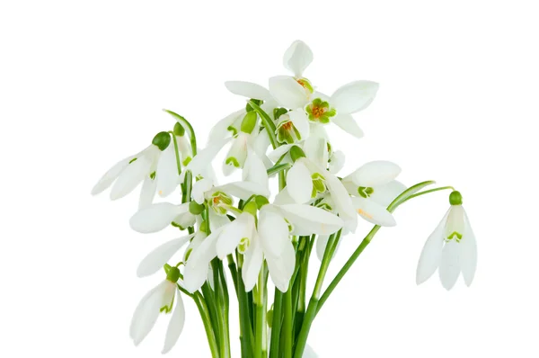 Bunch of snowdrops isolated — Stock Photo, Image