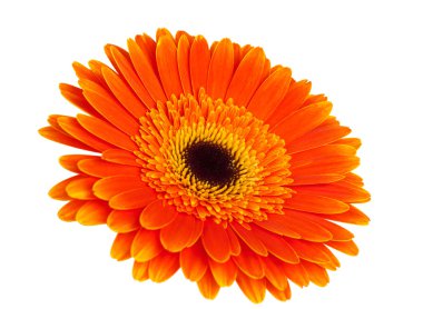 Turuncu gerbera