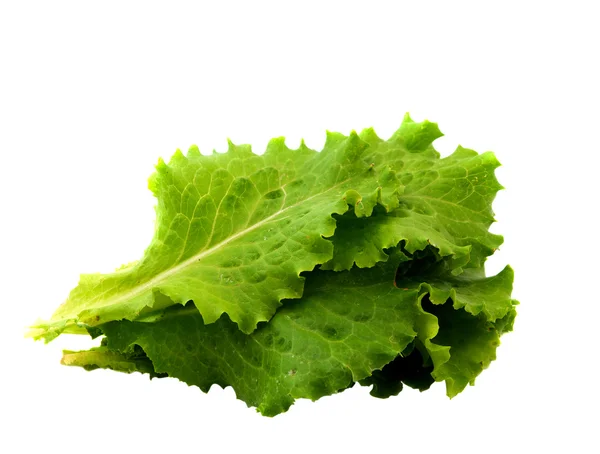 Lettuce isolated — Stockfoto