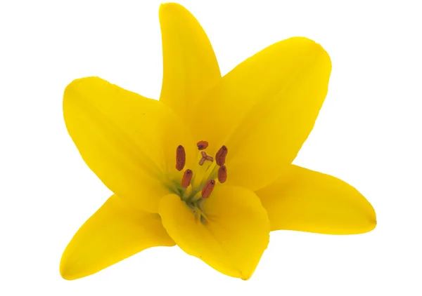 Yellow lily isolated — Stock Photo, Image