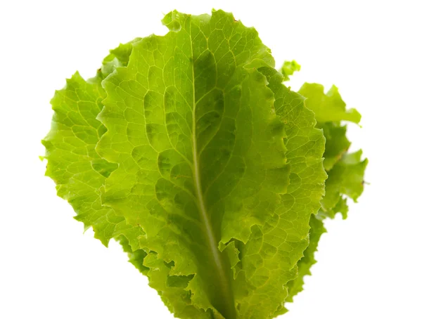 Листя салату, ізольовані — стокове фото