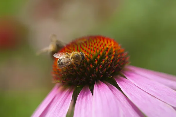 Arılar Ekinezya tozlaşmak — Stok fotoğraf