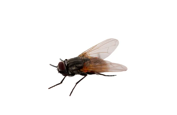 stock image Fly isolated