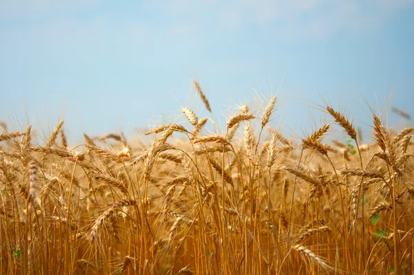 Stock image Field of wheat