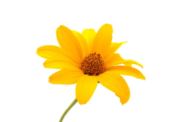Flor amarela isolada — Fotografia de Stock
