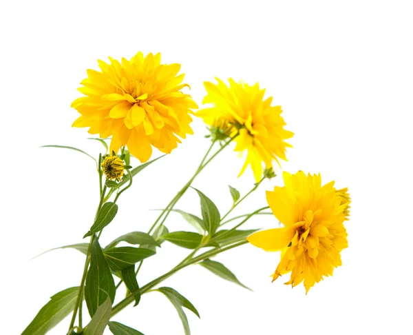 Chrysanthème jaune — Photo