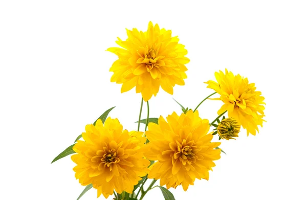 Yellow chrysanthemum — Stock Photo, Image
