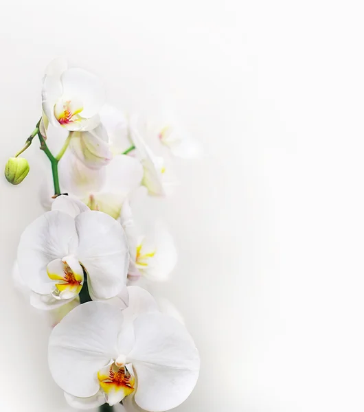 stock image White orchid over grey and white