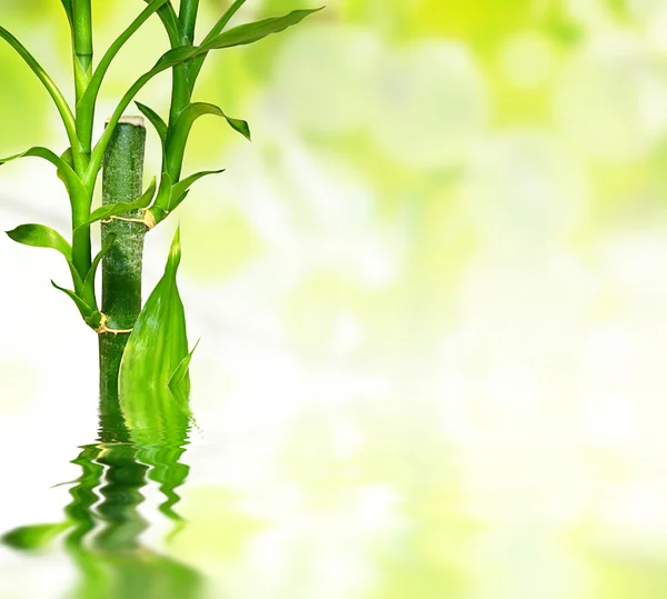 Folhas de bambu refletidas na água — Fotografia de Stock
