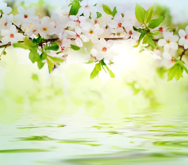 Białe wiosenne kwiaty na gałęzi drzewa Obrazek Stockowy