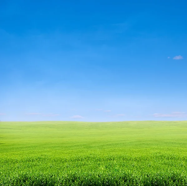 Veld van groen gras over blauwe hemel — Stockfoto