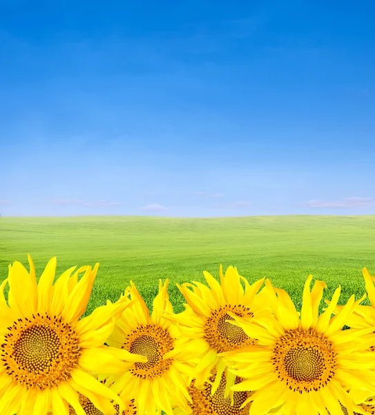 Цветы над зеленым полем и синим небом — стоковое фото