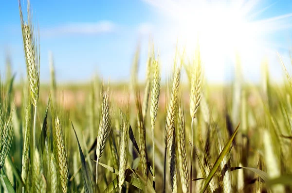 Wheat over blue sky — Stock Photo, Image