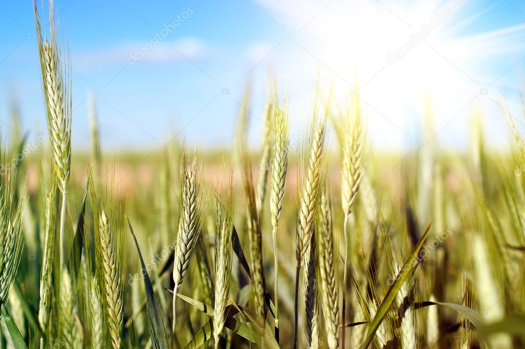 Wheat over blue sky