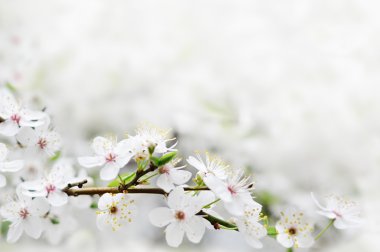 Ağaç dalında beyaz bahar çiçekleri
