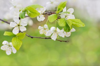 Spring flowers clipart