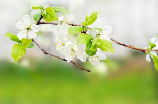 Bir ağaç dalı yeşil üzerinde beyaz bahar çiçekleri — Stok fotoğraf