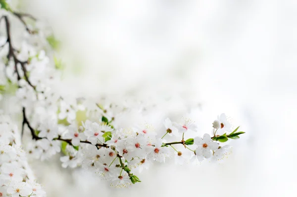 Bir ağaç dalı gri arka plan üzerine beyaz bahar çiçekleri kapatın — Stok fotoğraf