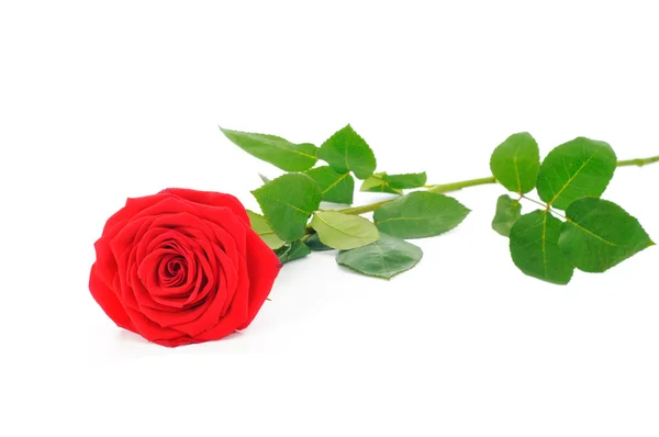 Червона троянда ізольована на білому тлі — стокове фото