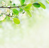 Bílé jarní květy na větvi stromu