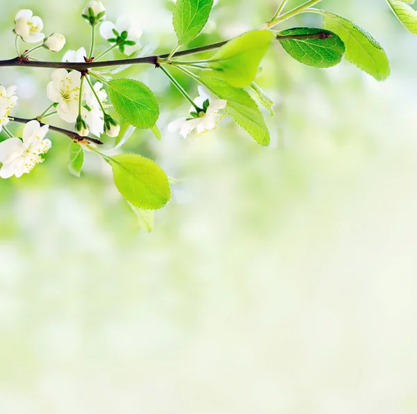 Weiße Frühlingsblumen auf einem Ast Stockfoto