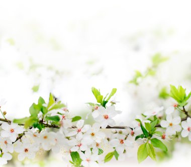 White spring flowers on a tree branch clipart