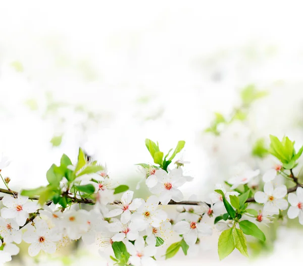 Flores blancas de primavera en una rama de árbol — Foto de Stock