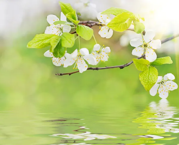 Spring flowers on water waves — Stock Photo, Image