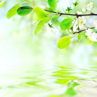 White spring flowers on branch on water waves clipart